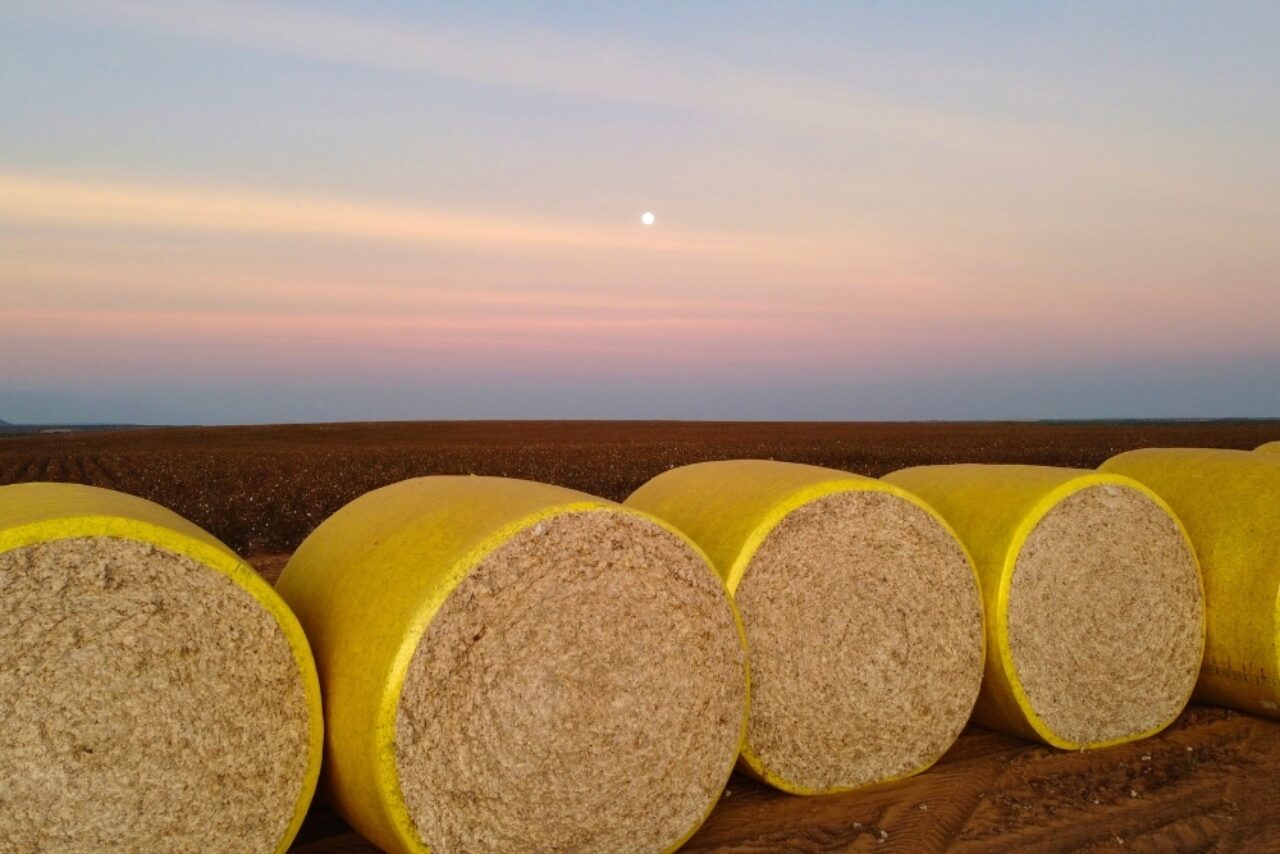 Global Cotton Outlook Holds Steady as Trade Set to Rebound