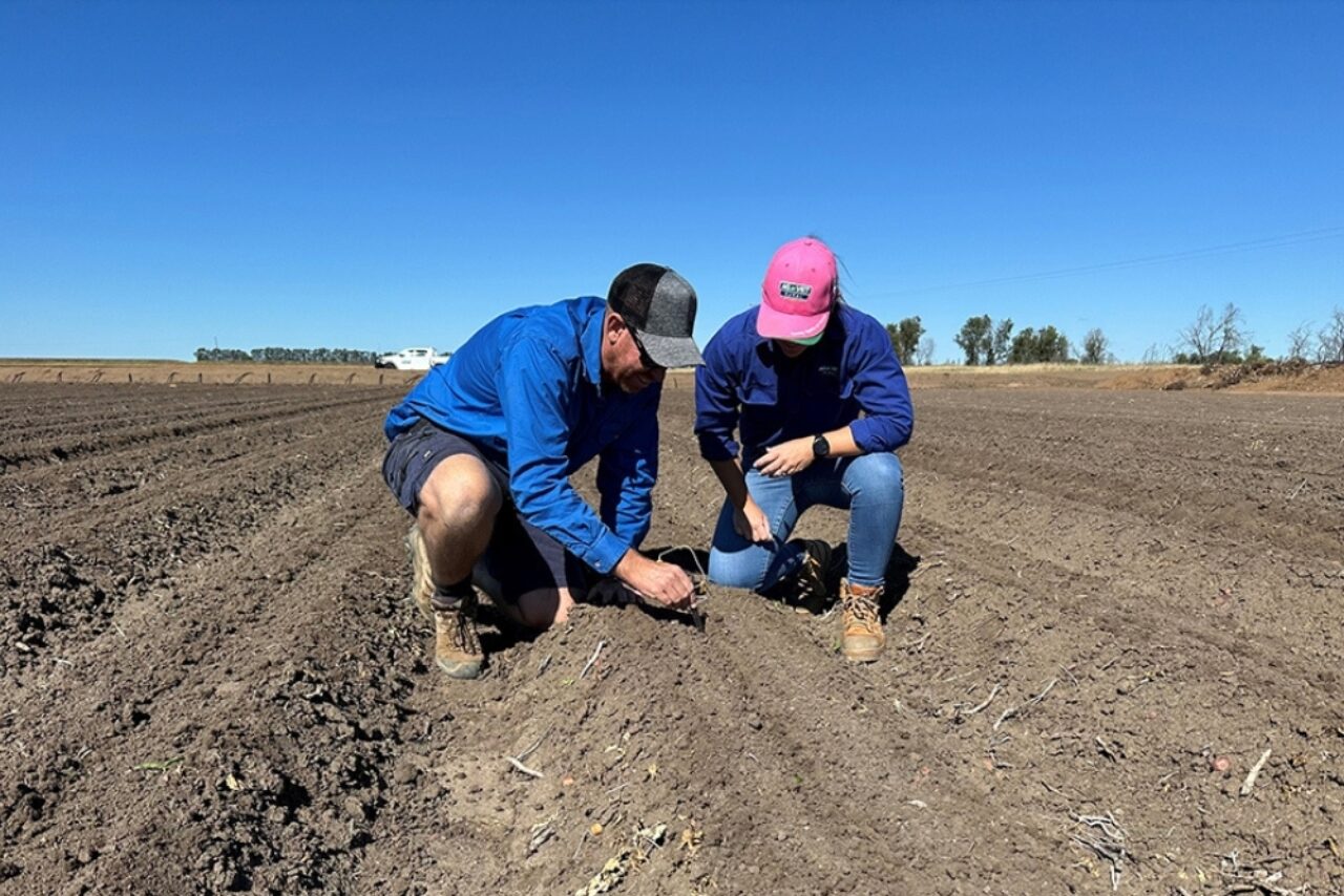 Planting Begins for 2025/26 Australian Cotton Season