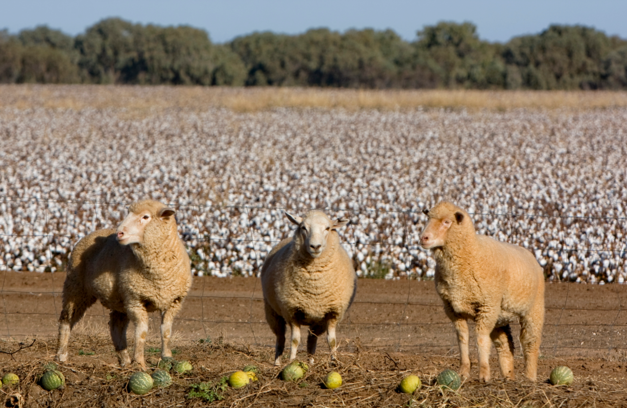 A Win for Make the Label Count and the Natural Fibres Industry in the EU