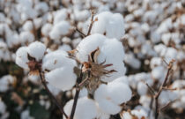 How Australian Cotton Delivers Consistent Quality