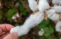Cotton’s New Voice in Europe to Advocate for Natural Fibres
