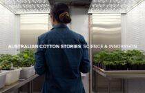 Australian Cotton Stories: The Research Powering Our Fibre