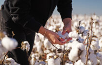 Growing Demand for Australian Cotton