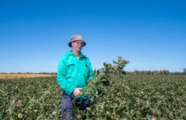 Native vegetation management reaps benefits for cotton growers