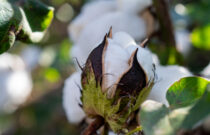 Cotton industry releases fourth independent environmental assessment