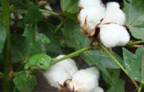 BIODIVERSITY MONTH: WHY CARING FOR THE BIG AND SMALL IS IMPORTANT FOR COTTON FARMING SUCCESS