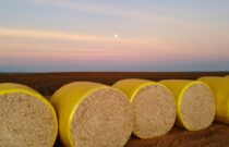Global Cotton Outlook Holds Steady as Trade Set to Rebound