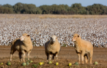A Win for Make the Label Count and the Natural Fibres Industry in the EU