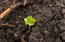 Cotton season kicks off with high hopes for bumper crop