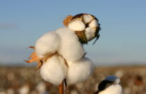 Celebrate World Cotton Day: 7 October 2026