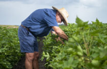 Australian Cotton Strategic Roadmap Update