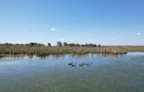 Cotton farm dam becomes a haven for native wildlife