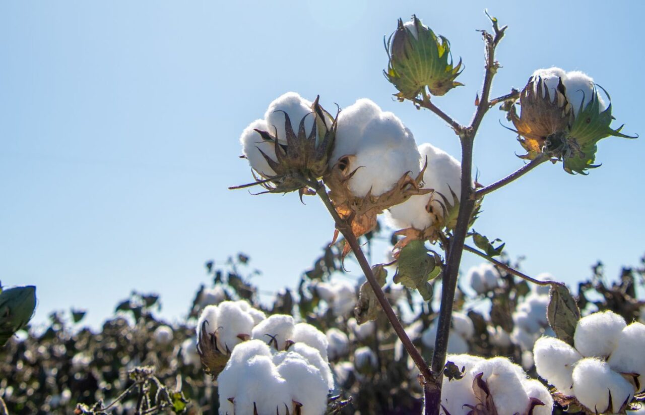 Cotton in the field