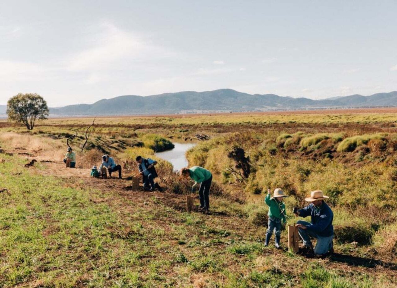 Planting at the Hamparsum family property along the Mooki River