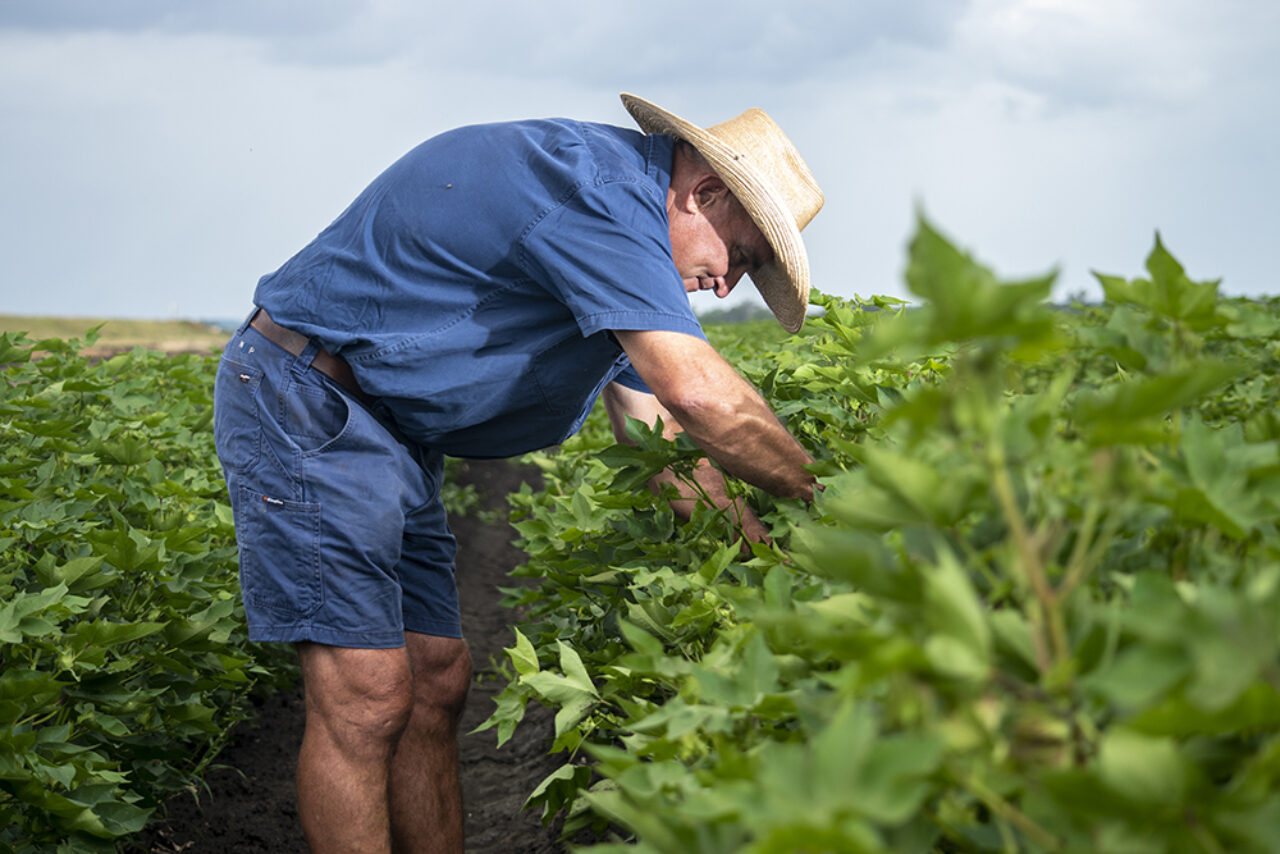 Cotton grower in the field