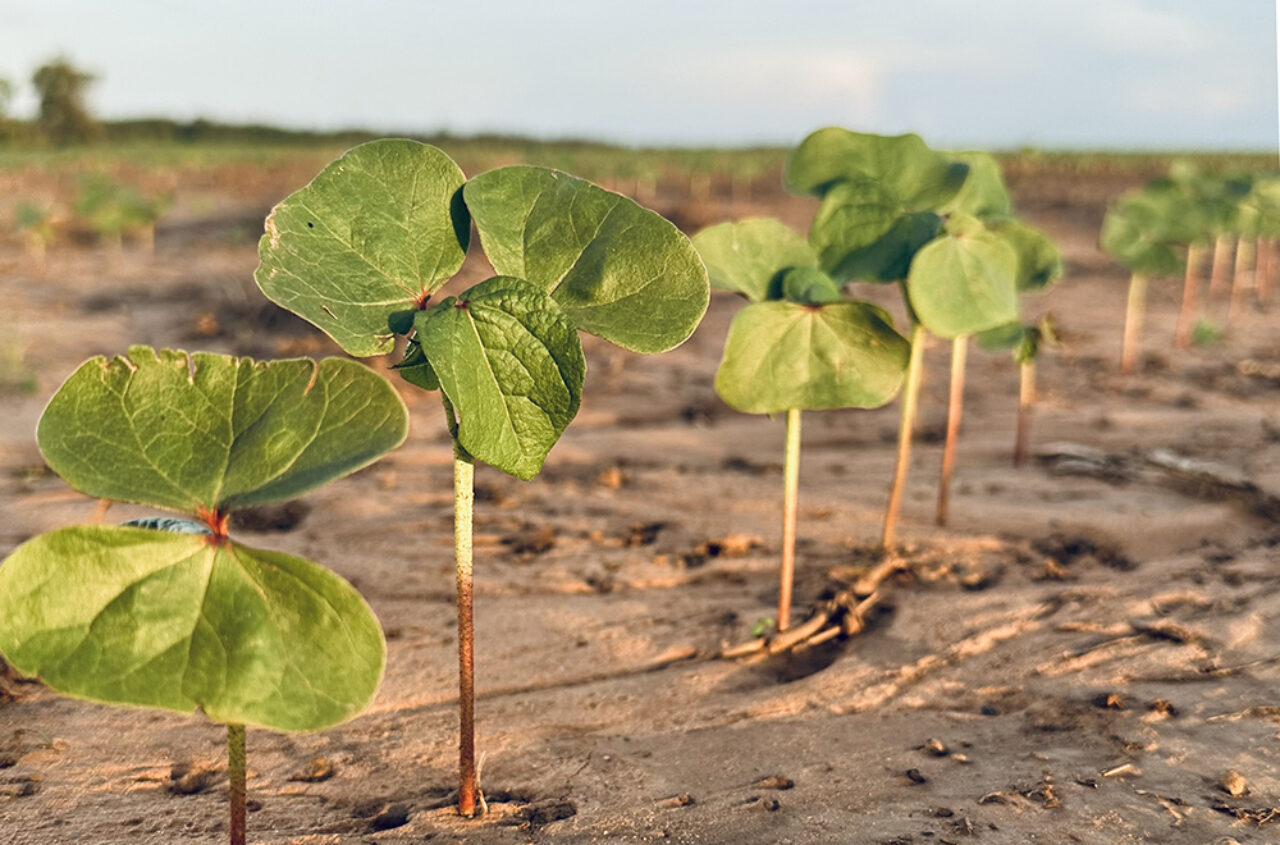 cotton seedlings emerging