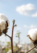 World Cotton Day 2023