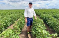 How genetically modified seed saved the Australian cotton industry