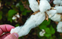 Major Funding Boost for Cotton Australia’s Export Market Program