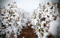 Brands, Retailers Help Set Direction for Australian Cotton Future Sustainability Work