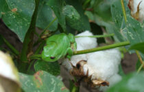 Only One Earth: Why a healthy environment is an important cotton farming asset