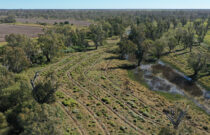 One Year On: Projects Have Improved Biodiversity in Australian Cotton Landscapes