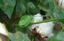 Cotton industry appoints independent expert to reassess environmental performance