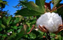 Specific Qualities of Australian Cotton