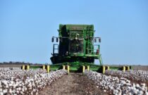 Cotton Picking underway with positive signs despite challenges