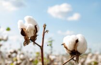 Finalists announced for Cotton’s highest awards in 2022