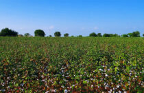 Is Organic Cotton Grown in Australia?