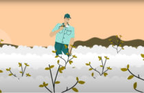 SHORT VIDEO: Cotton farmer water allocations explained