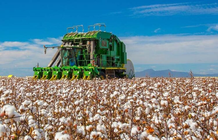 Harvest time