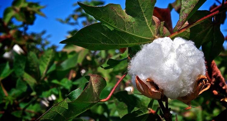 Specific qualities of aust cotton