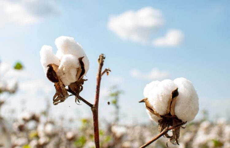 Modern cotton in the Northern Territory