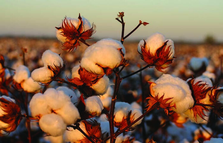 Why farmers choose cotton