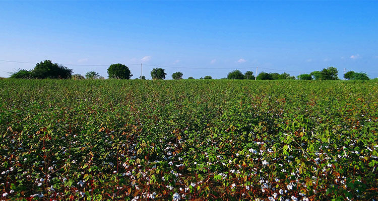 5 facts about cotton planting - AustralianFarmers