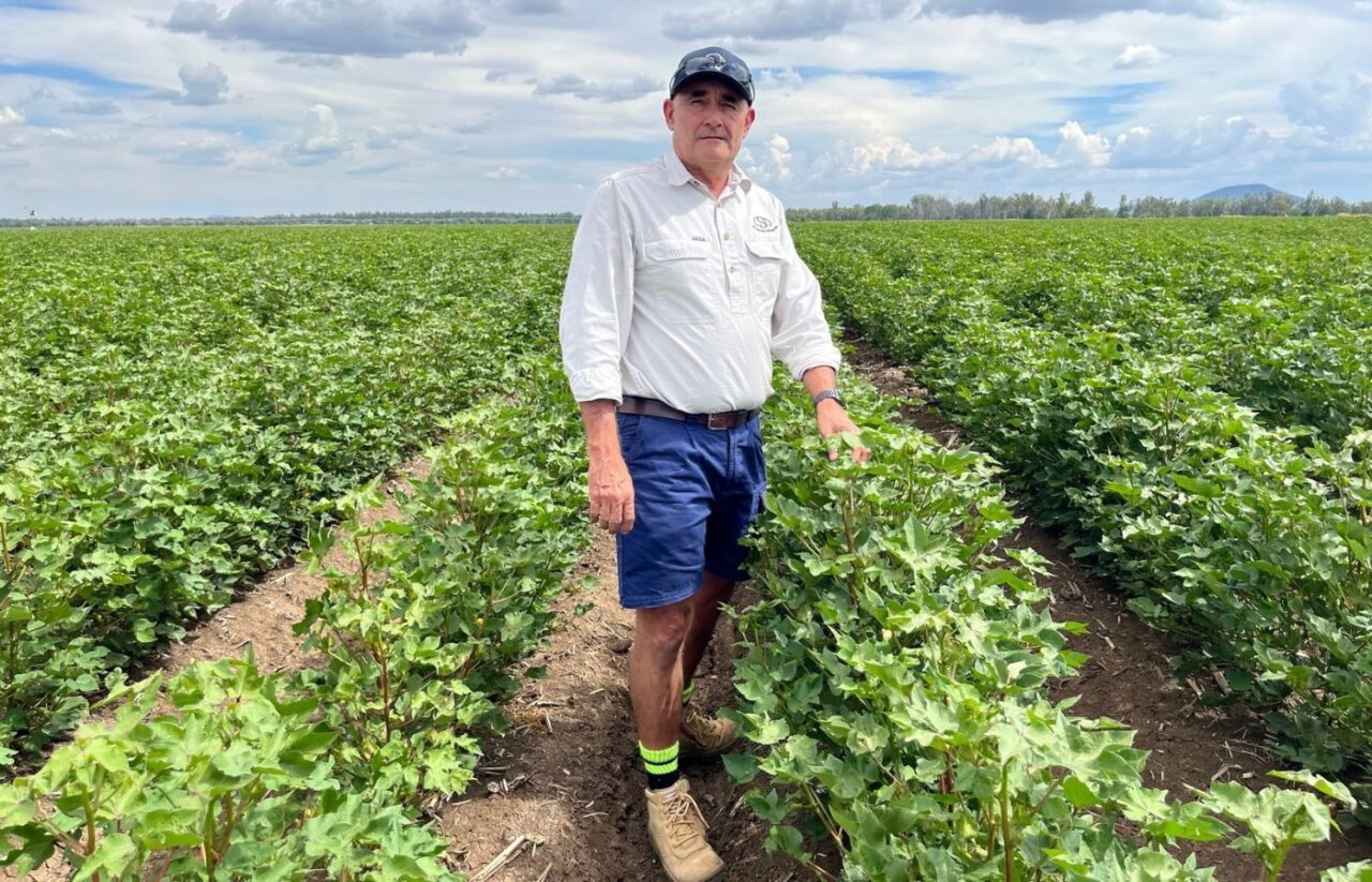 Adoption of GM canola (top) and GM cotton (bottom) in Australia