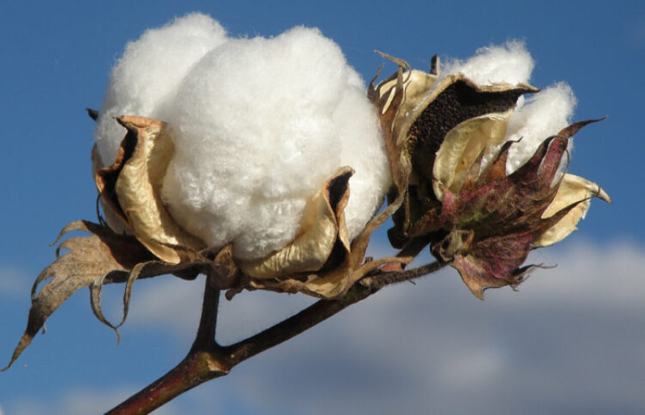 Cotton Sustainability