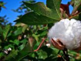 Specific qualities of aust cotton